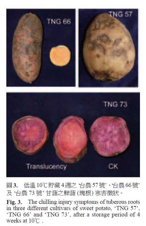 The chilling injury symptoms of tuberous roots in three different cultivars of sweet potato, ‘TNG 57’, ‘TNG 66’ and ‘TNG 73’, after a storage period of 4 weeks at 10℃ .